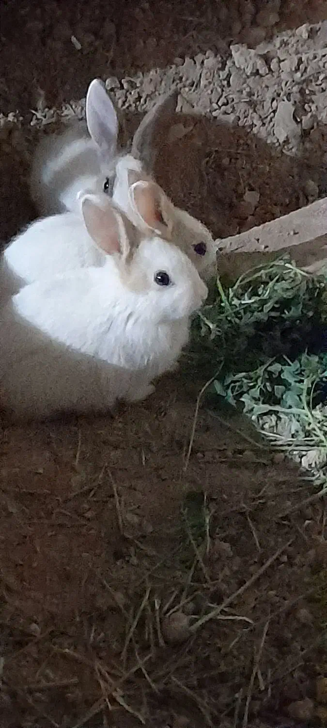 خرگوش خانگی|موش و خرگوش|برخوار, |دیوار