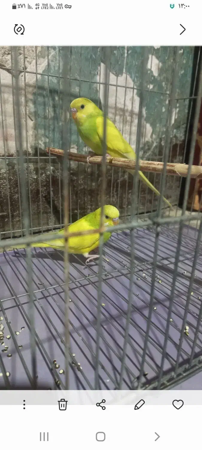 مرغ عشق رنگ خاص|پرنده|یاسوج, |دیوار