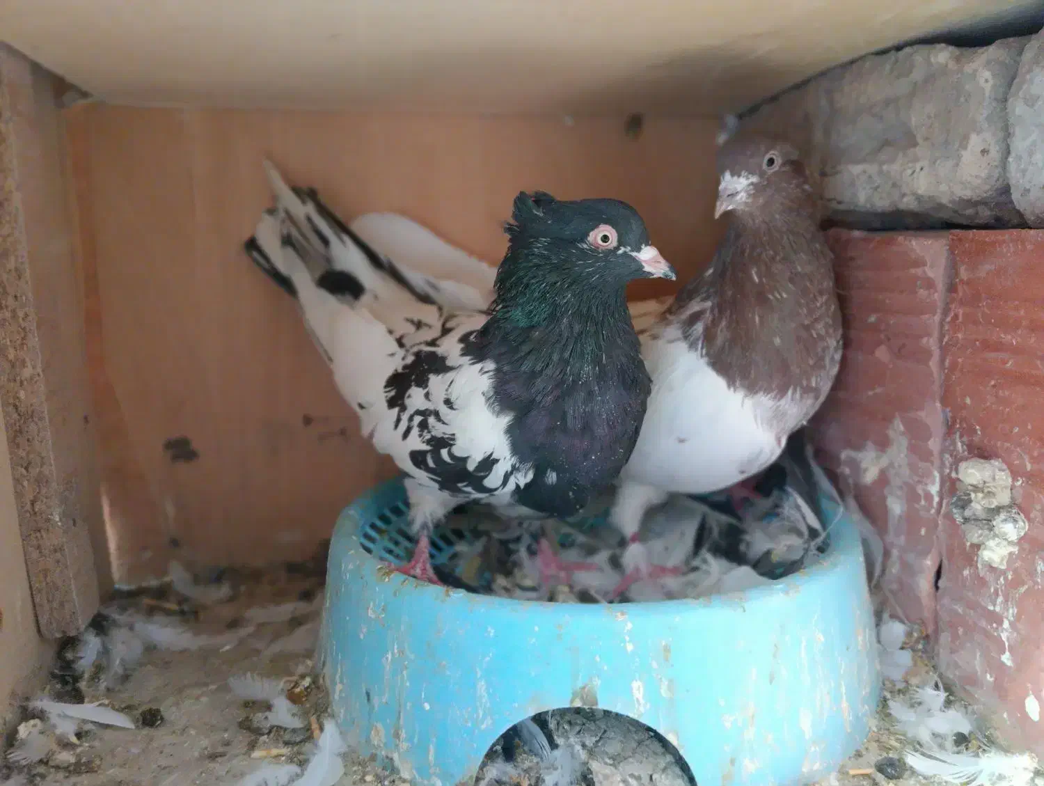 کله ای ،شامی گوک ،کبوتر|پرنده|بم, |دیوار