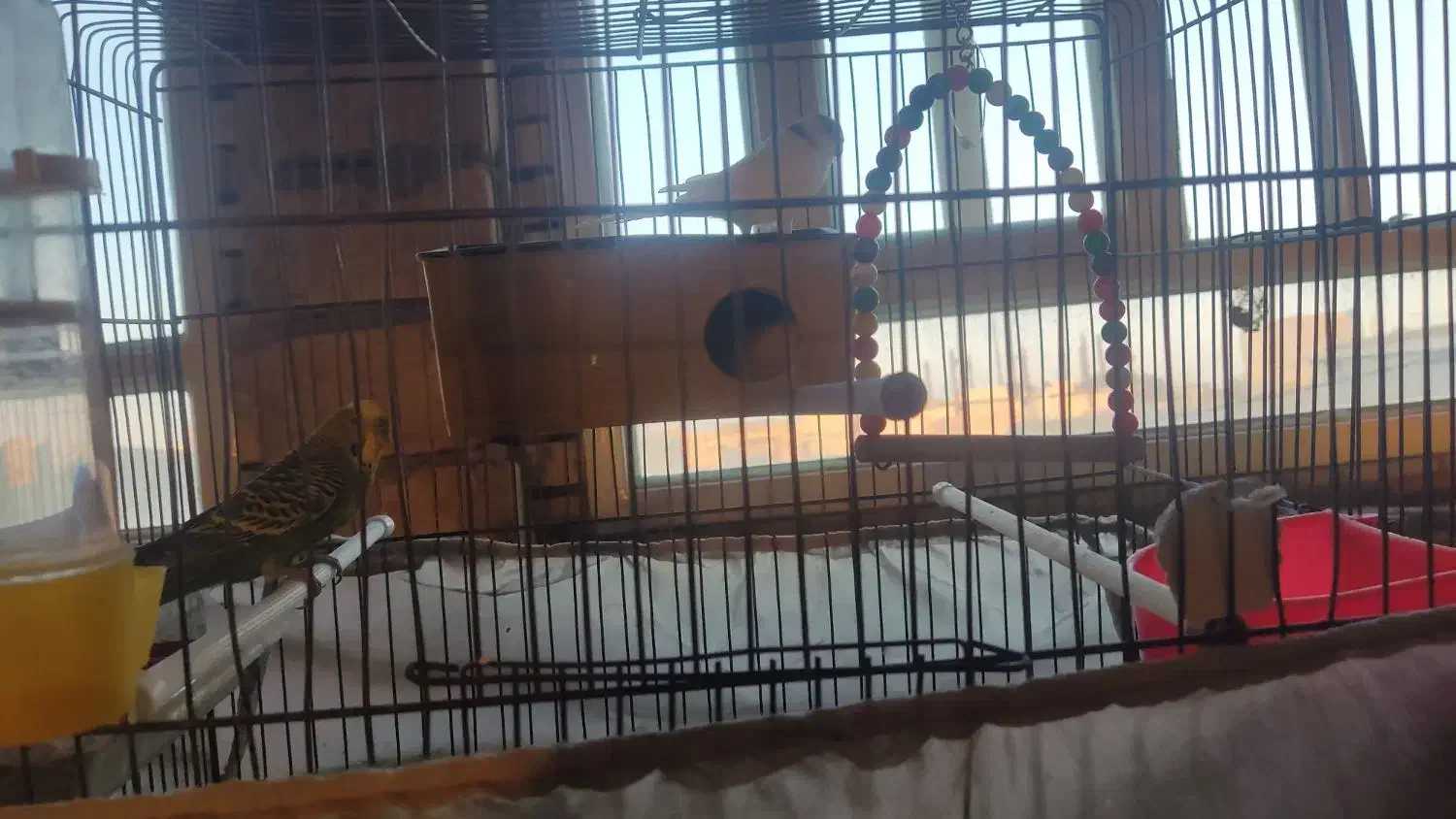 یک جفت مرغ عشق|پرنده|مهریز, |دیوار