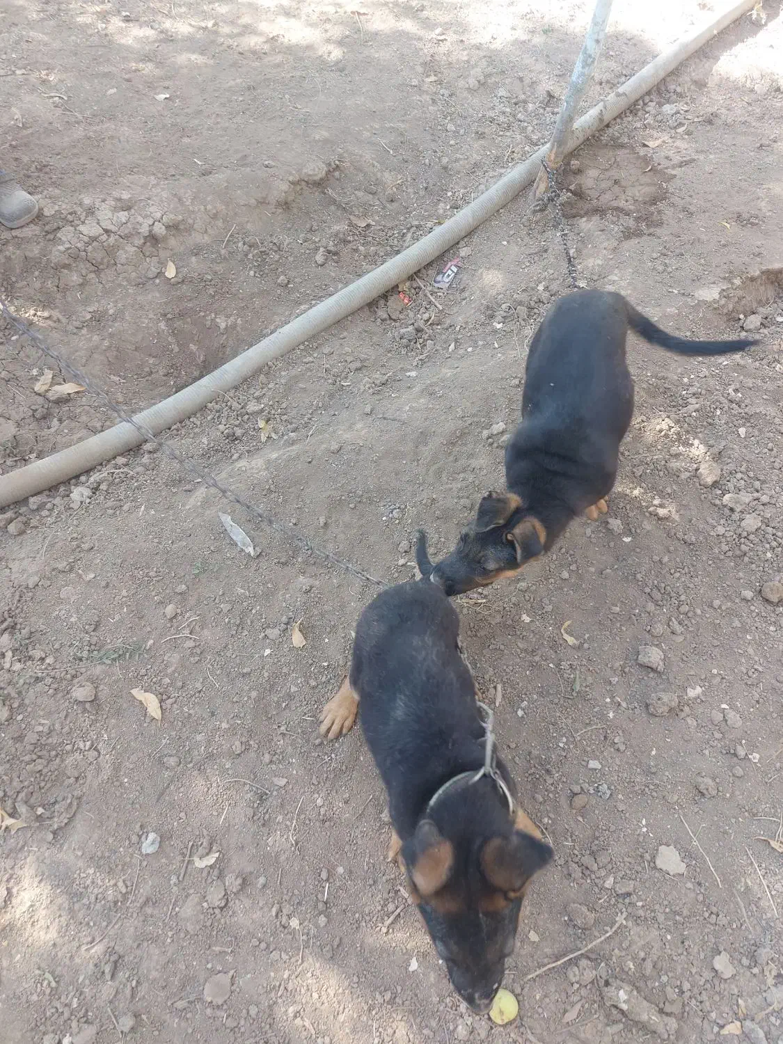 واگذاری توله سگ ژرمن اصل|سگ|کرمانشاه, |دیوار