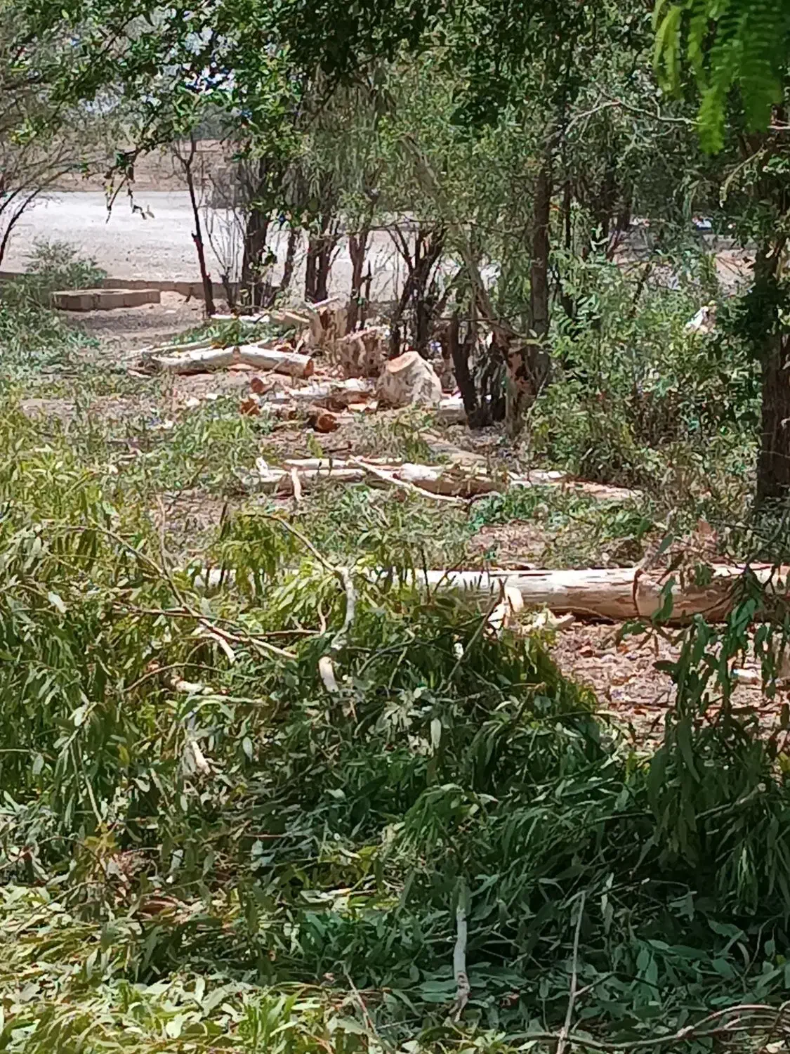 خرید انواع چوب|خدمات باغبانی و درختکاری|شوشتر, |دیوار