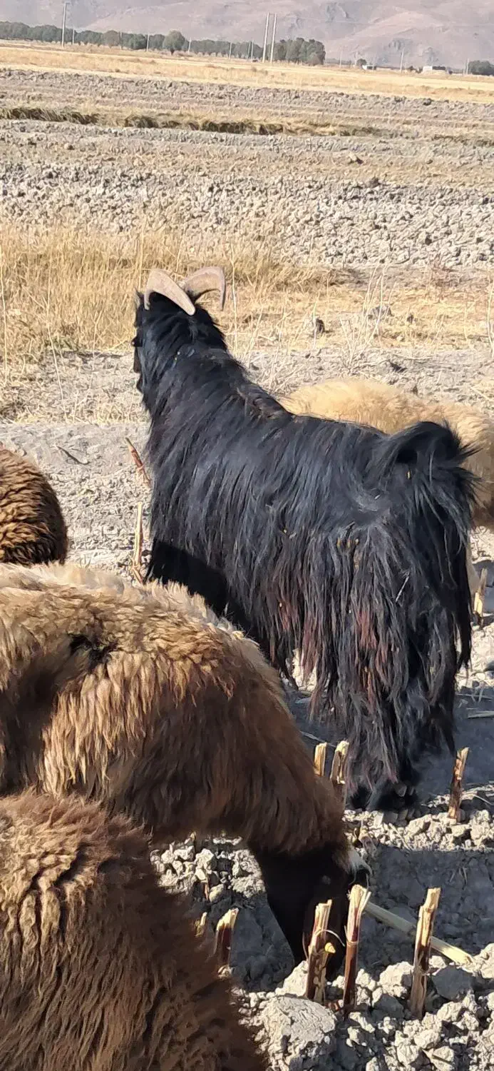 دوبر.چپش. پازن|حیوانات مزرعه|گندمان, |دیوار