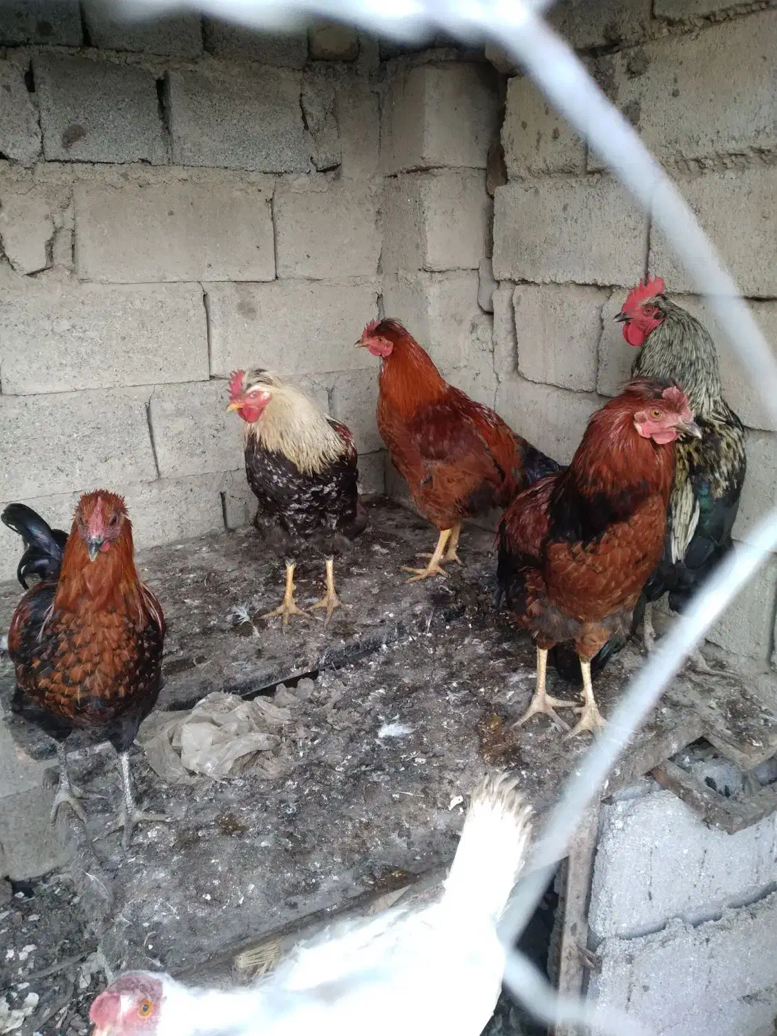 غازمحلی|حیوانات مزرعه|انزل, |دیوار