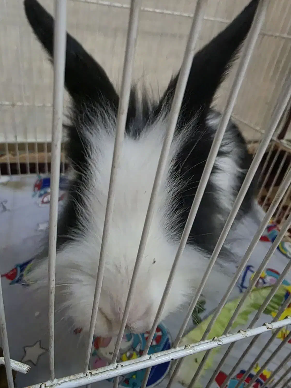 خرگوش|موش و خرگوش|فردیس, شهرک شهید حسینی|دیوار