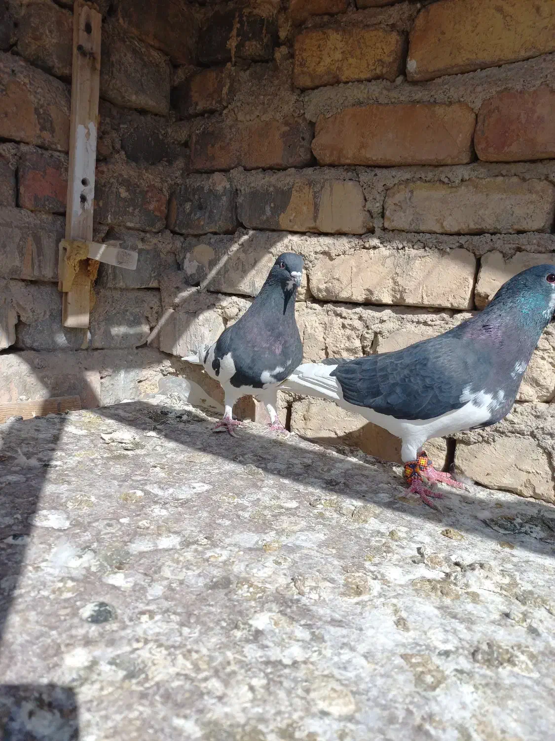 جفت یال و چپ|پرنده|مرودشت, ابوذر شمالی‎|دیوار