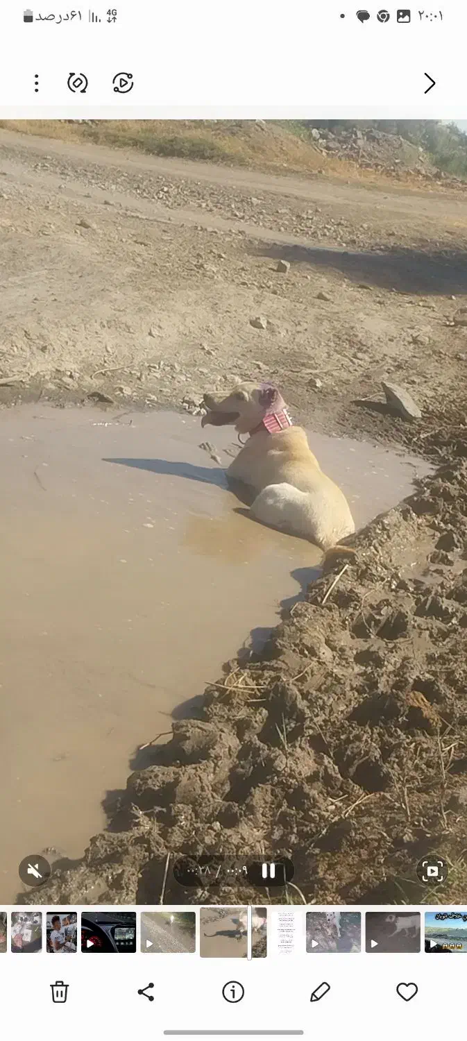 ماده سرابی|سگ|خوی, |دیوار