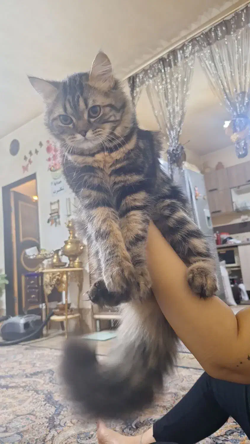 گربه پرشین کلاسیک|گربه|باسمنج, |دیوار