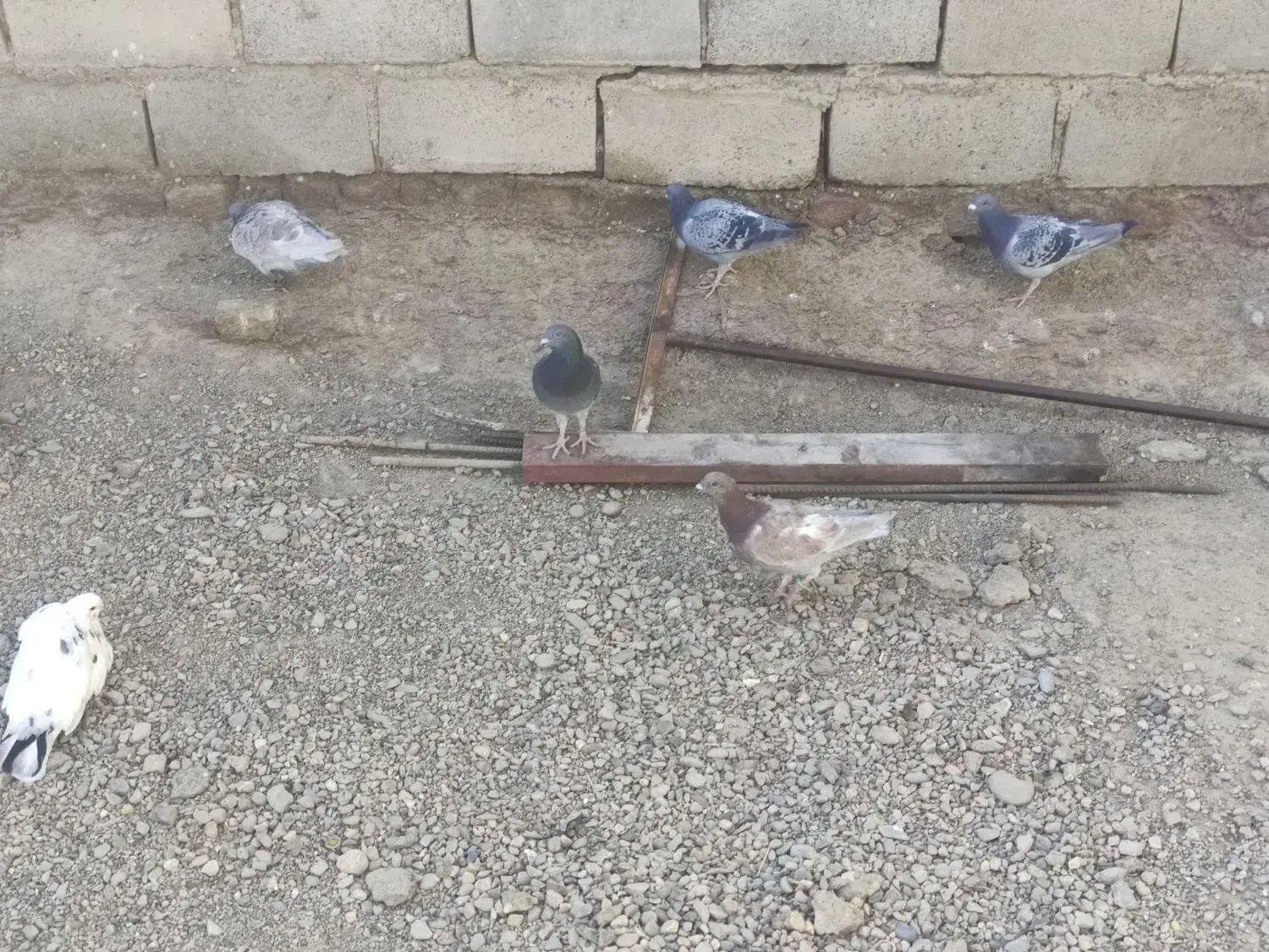 تعدادی کبوتر بفروش میرسد|پرنده|هامون, |دیوار