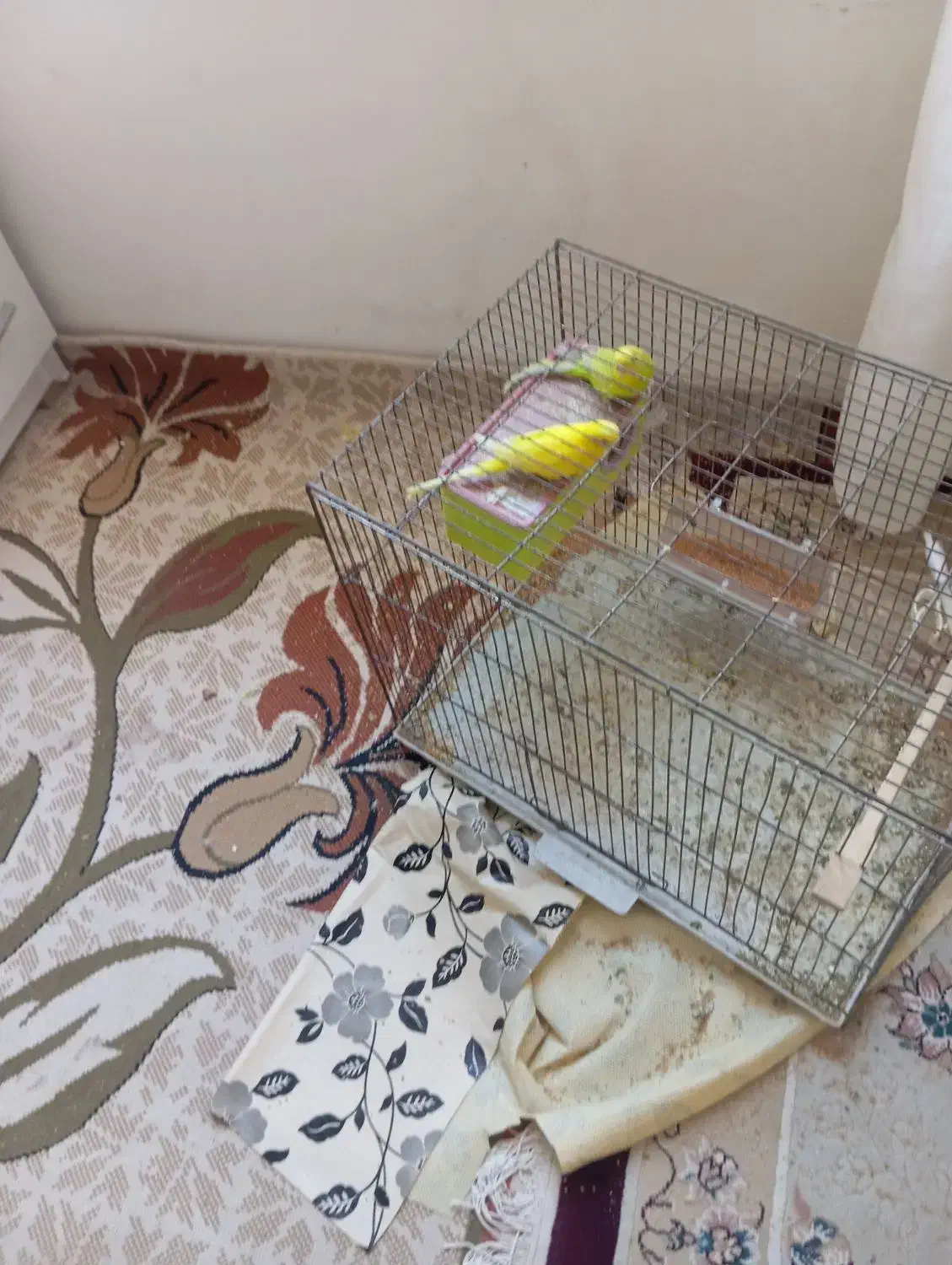 مرغ عشق|پرنده|سراب, |دیوار