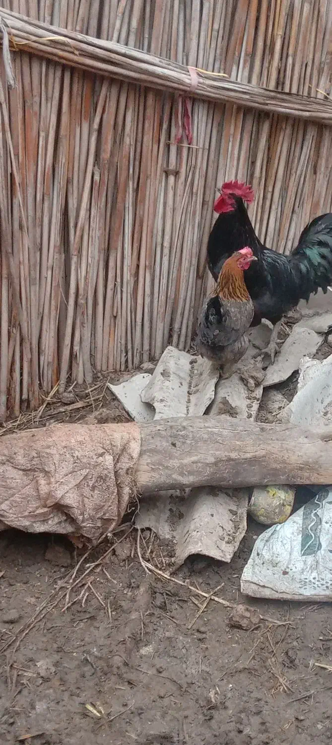 مرغ تخم گذار|حیوانات مزرعه|آبادان, |دیوار