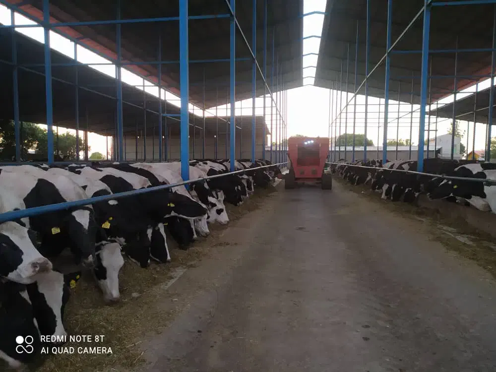 گاوداری و950راسی نیشابور|فروش دفتر صنعتی، کشاورزی، تجاری|نیشابور, ابراهیمی|دیوار