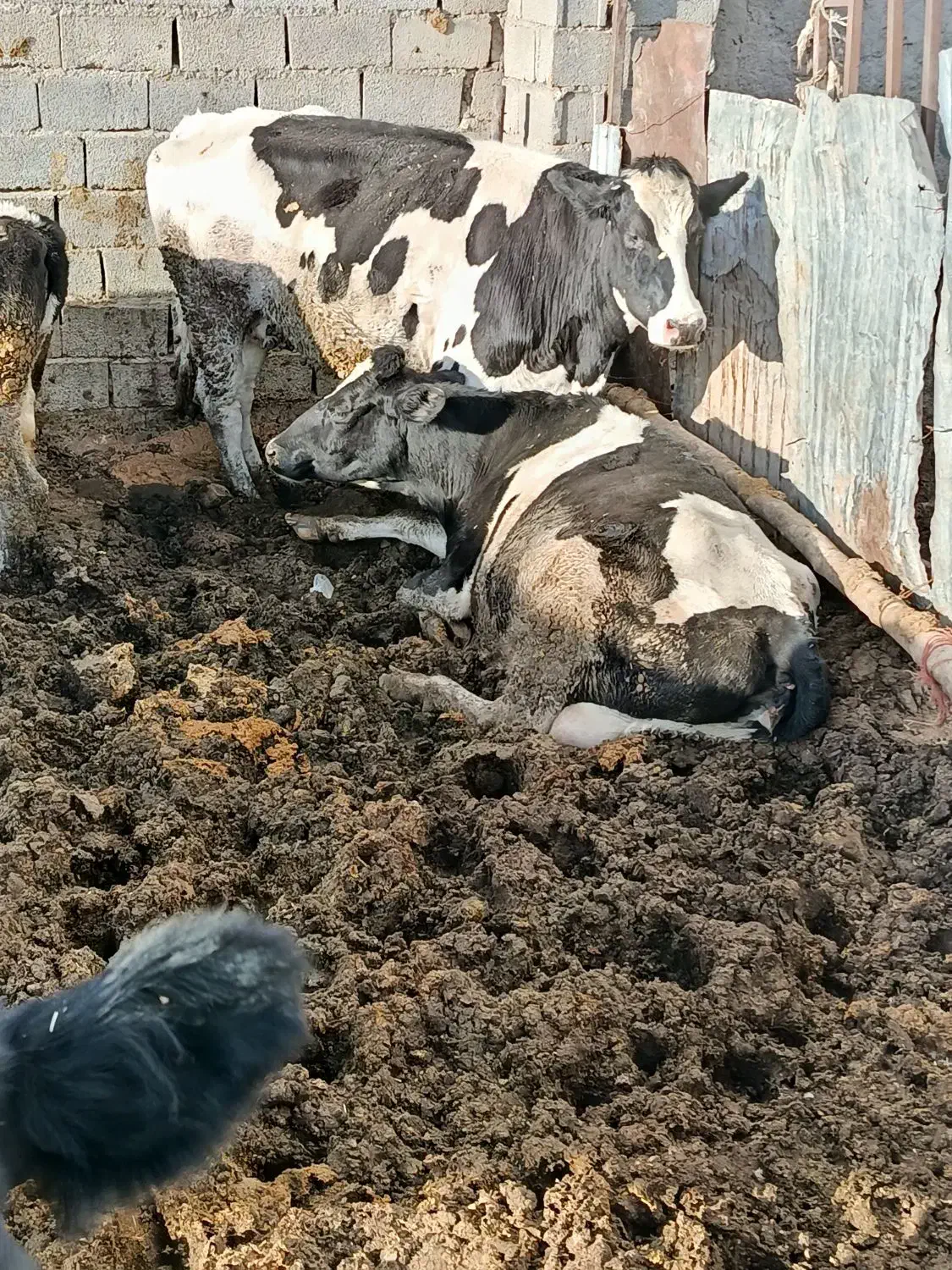 ماده گاو|حیوانات مزرعه|امامزاده عبدالله, |دیوار