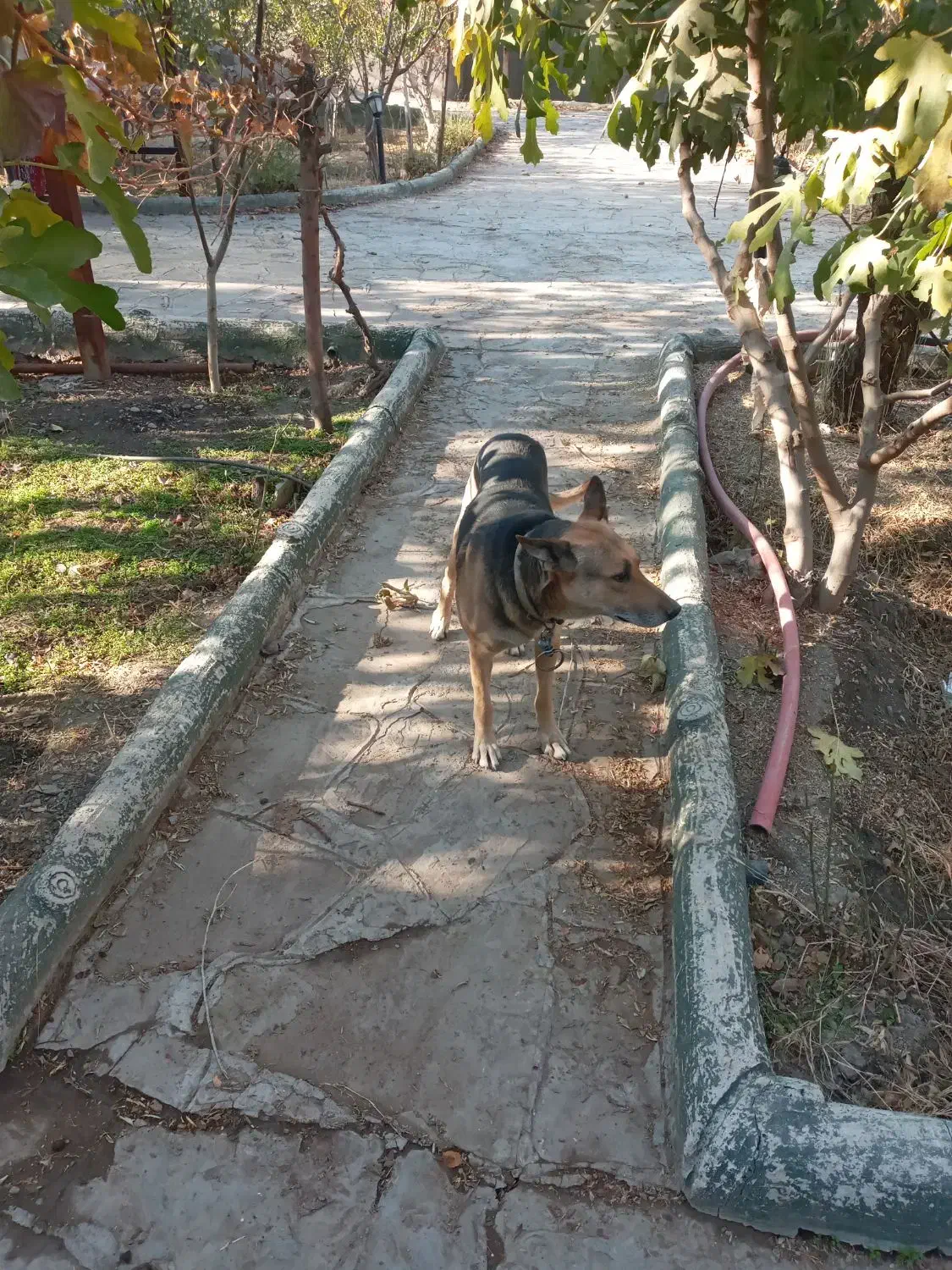 سگ نگهبان|سگ|مشهد, امین آباد|دیوار