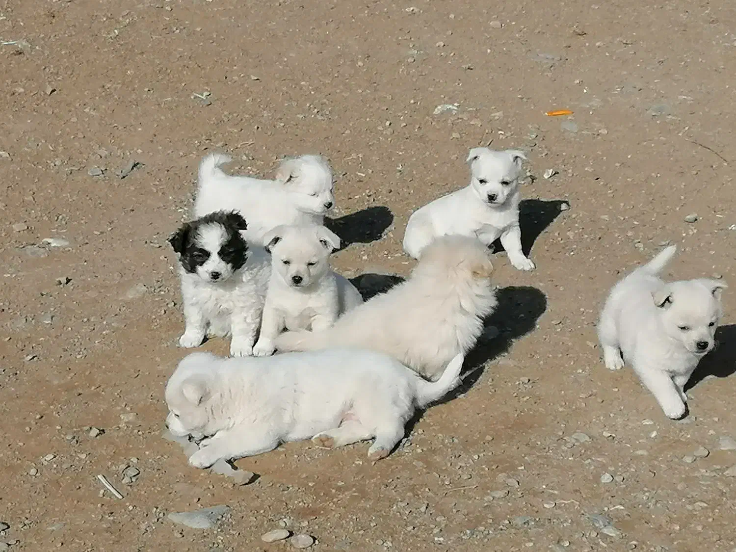 پامر|سگ|مشهد, کاظم آباد پنجشنبه|دیوار