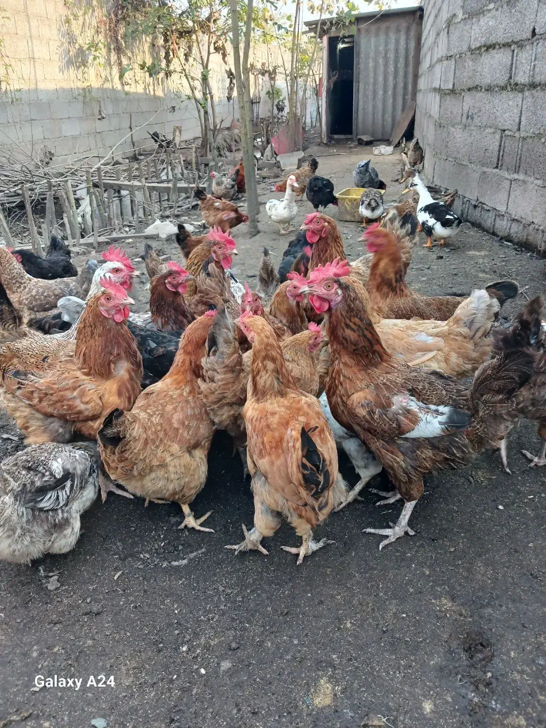 مرغ محلی|حیوانات مزرعه|رشت, حومه رشت|دیوار