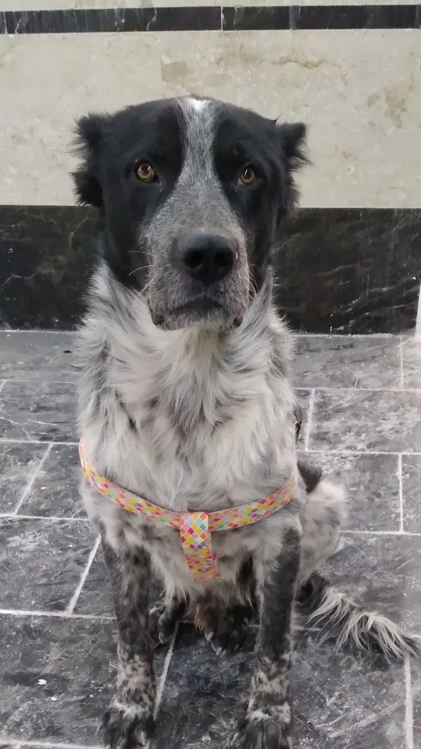 سگ قهدرجانی|سگ|کرج, ساماندهی|دیوار