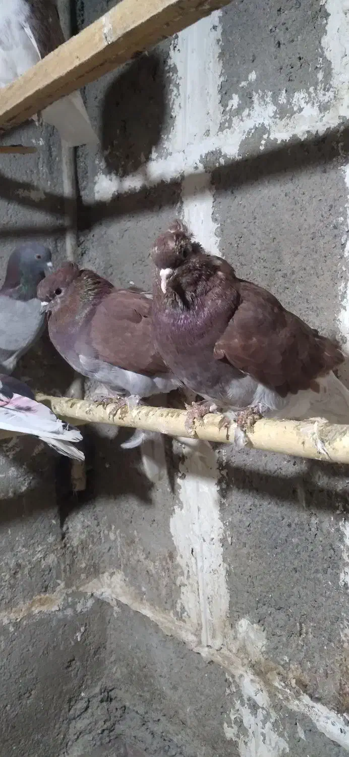 کبوتر|پرنده|گرگان, |دیوار