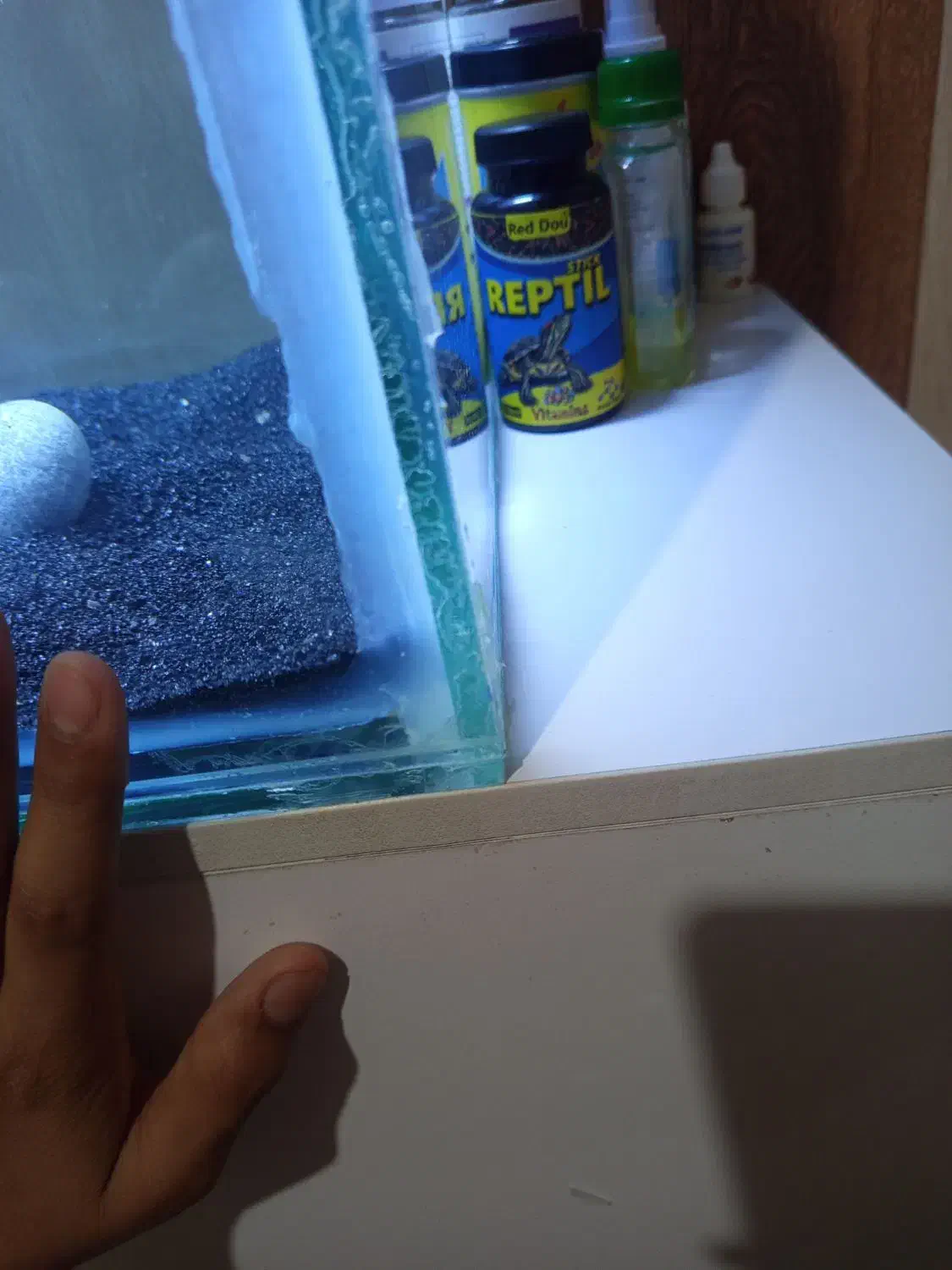 اکواریوم|ماهی|رفسنجان, |دیوار