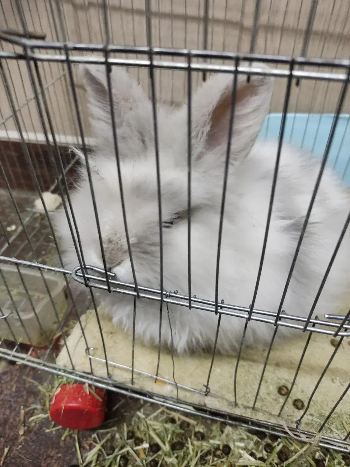 خرگوش لوپ|موش و خرگوش|ارومیه, |دیوار