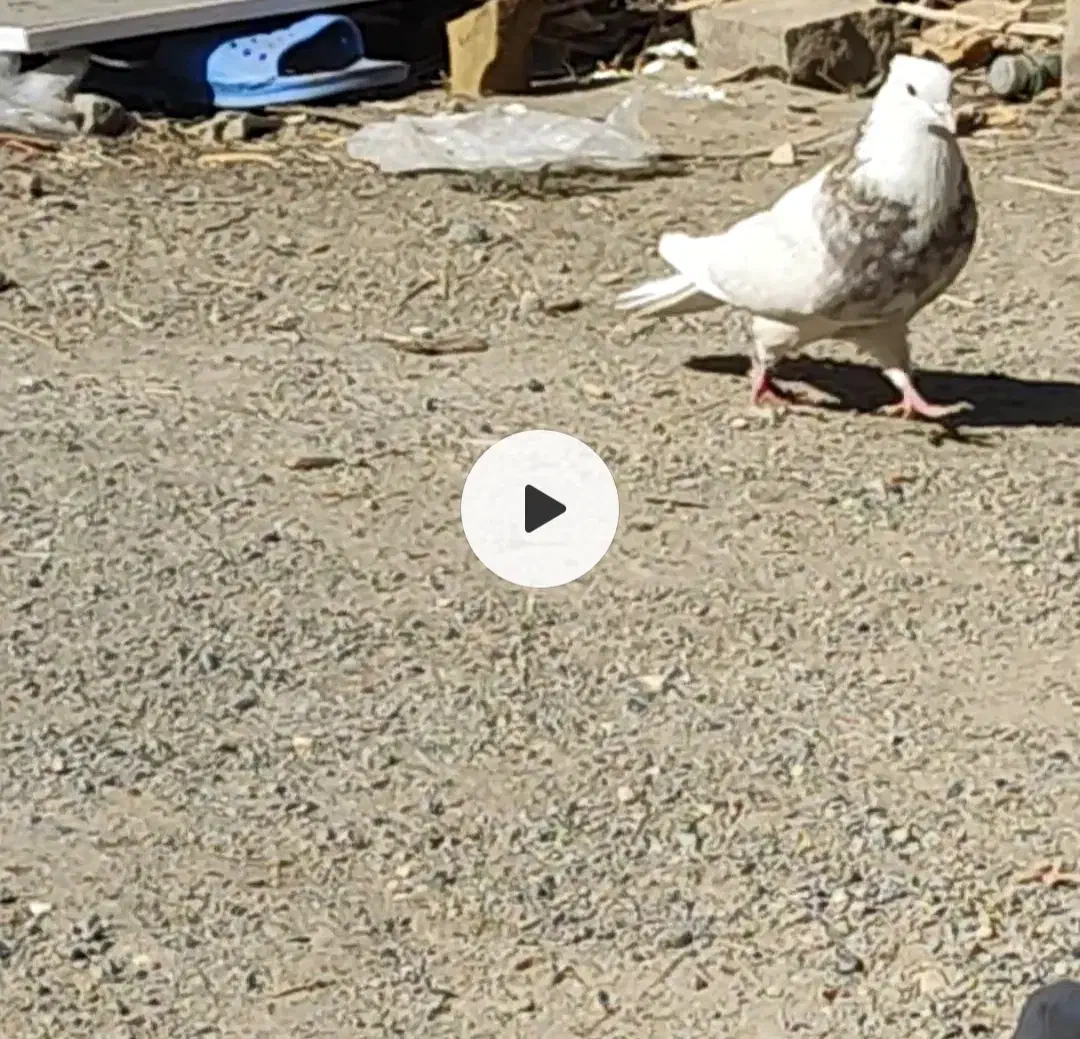 طوقی|پرنده|محمدشهر, سیدآباد|دیوار