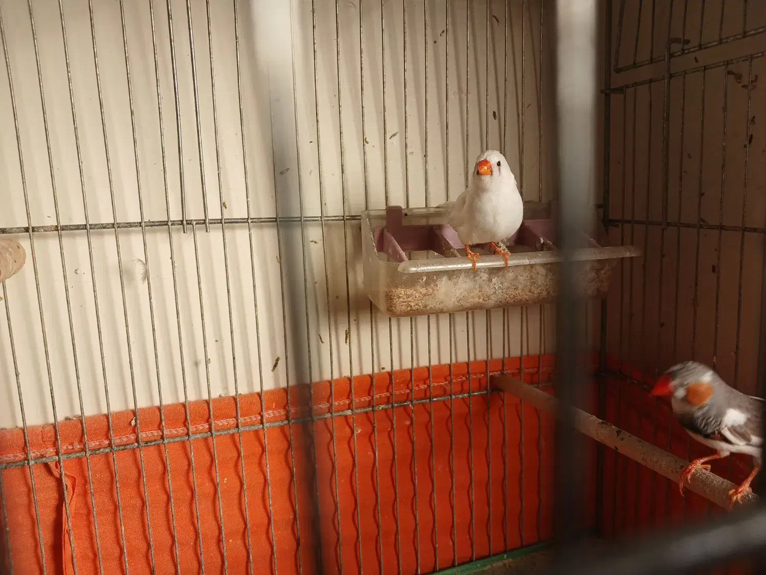 یک جفت فنچ|پرنده|قزوین, |دیوار