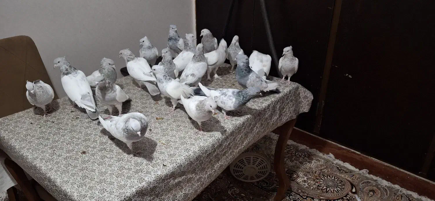 فروش سینه سبز آبی سوسنی مولد خوب درجه یک|پرنده|فیروزآباد (فارس), |دیوار