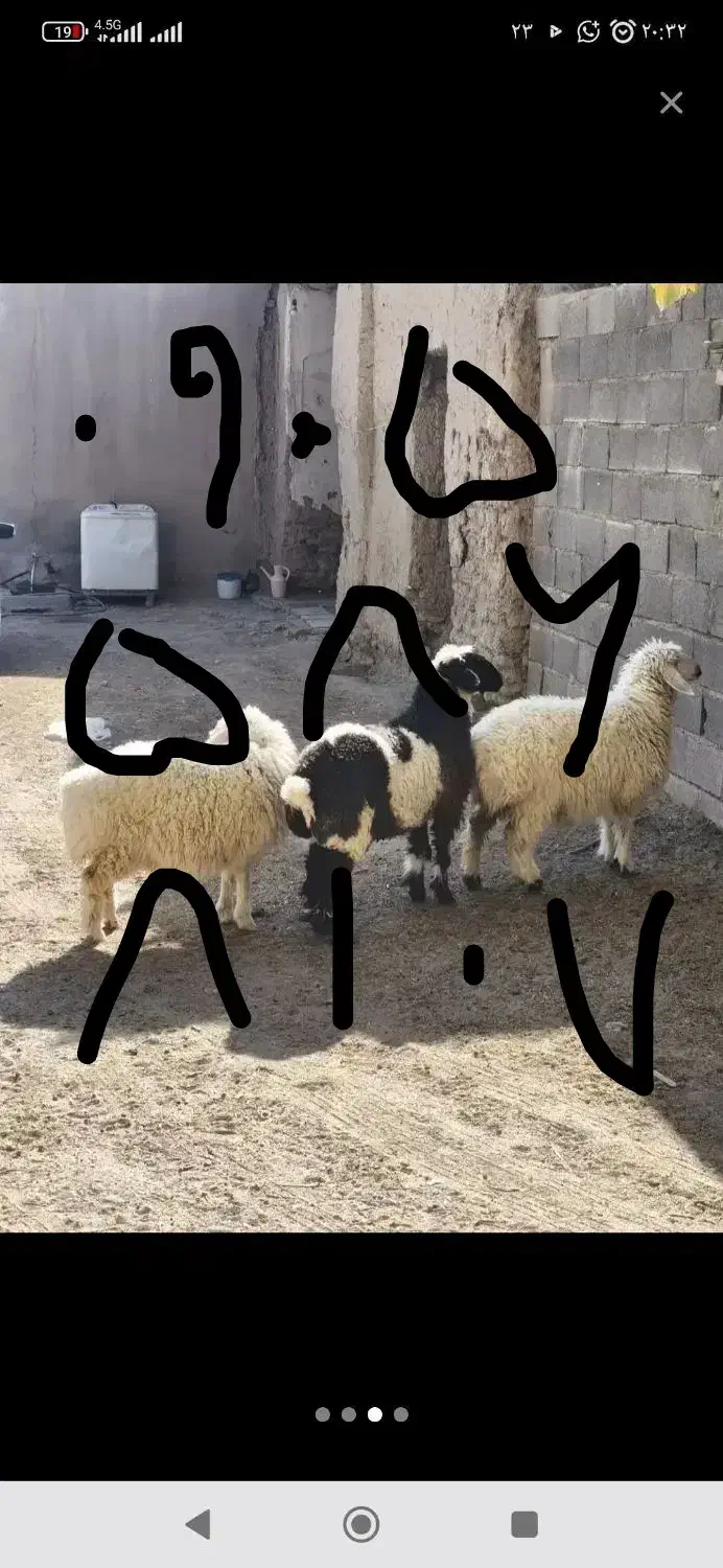 بره فروش کالاه برداره بزرگ خواستون باشه دوستان|حیوانات مزرعه|سراوان, |دیوار