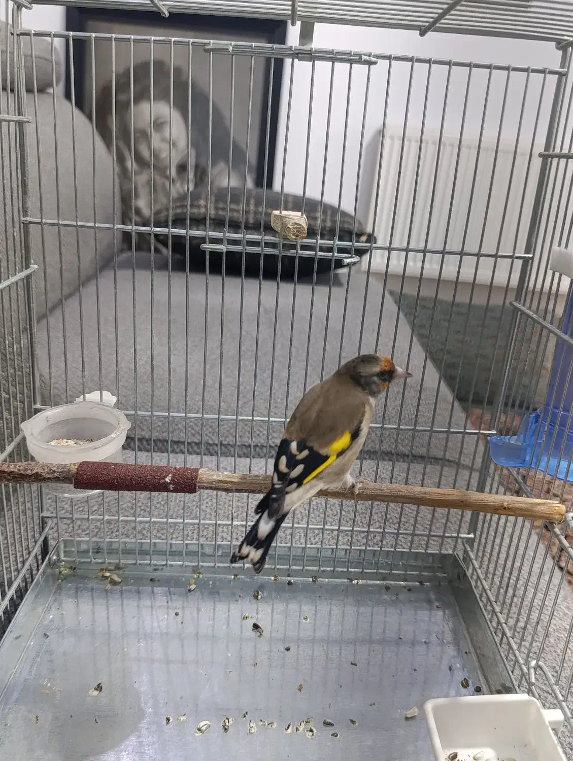 سهره سیاه|پرنده|کهریزک, |دیوار