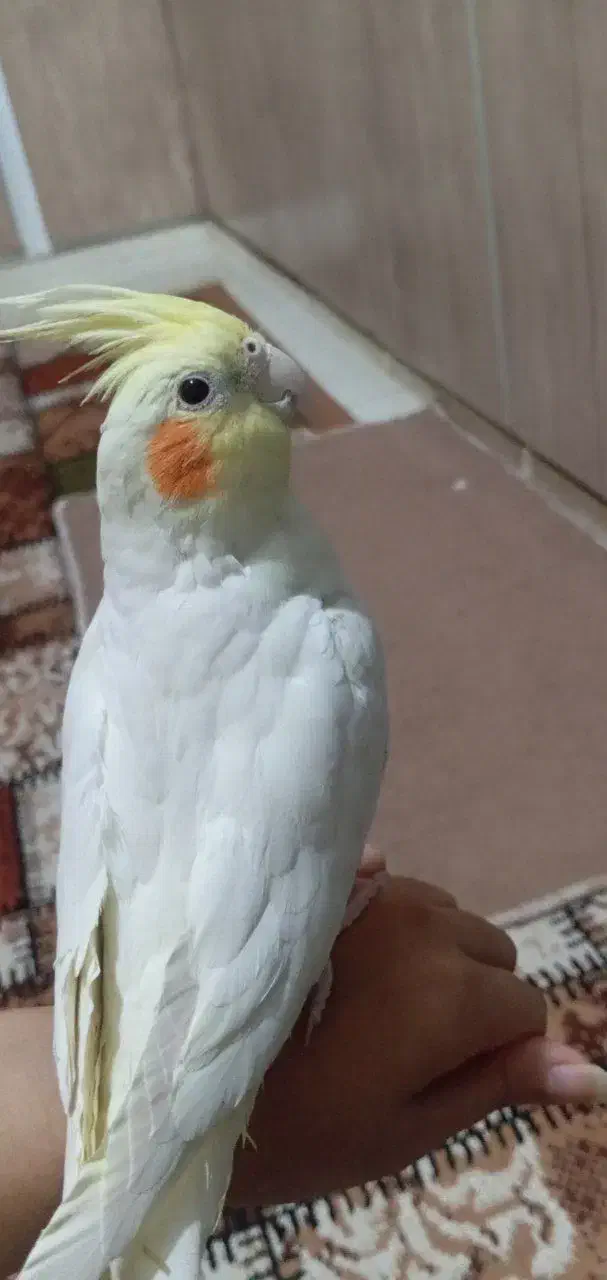 عروس هلندی|پرنده|تربت‌حیدریه, کوی شهید احمدزاده ملکی|دیوار