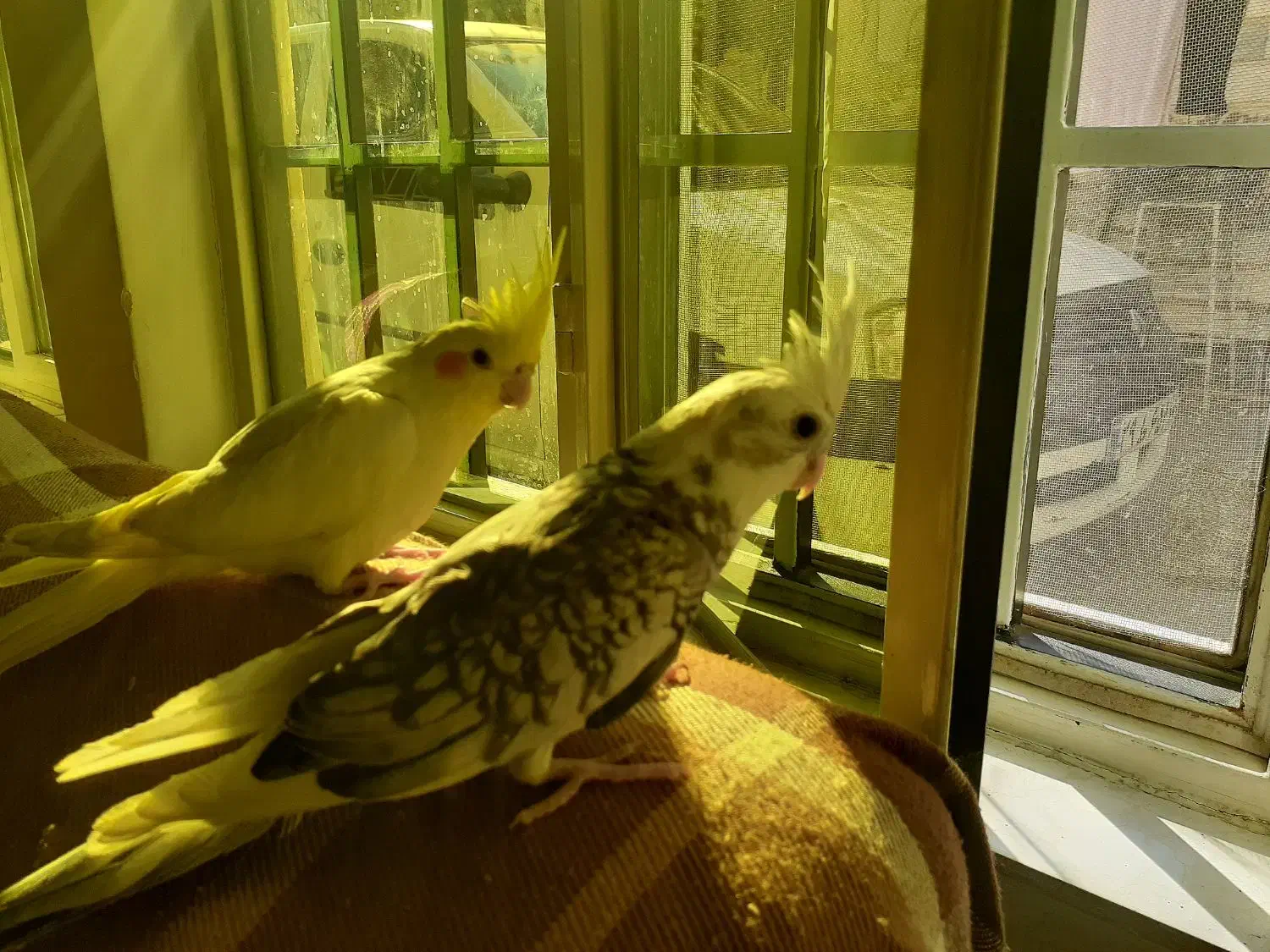 دوتا جوجه دوماهه|پرنده|قم, نخودی|دیوار