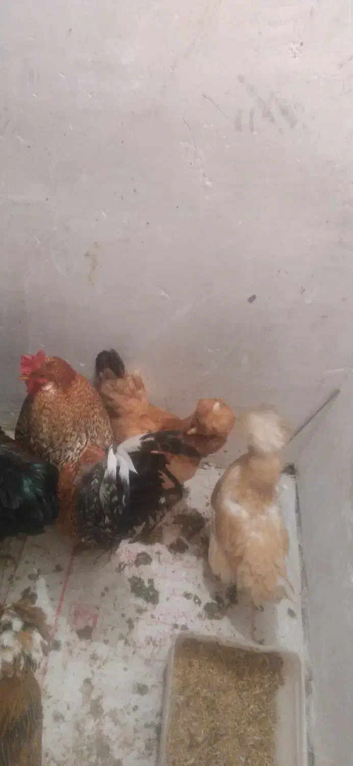 دوتا خروس پا پر|حیوانات مزرعه|الیگودرز, |دیوار