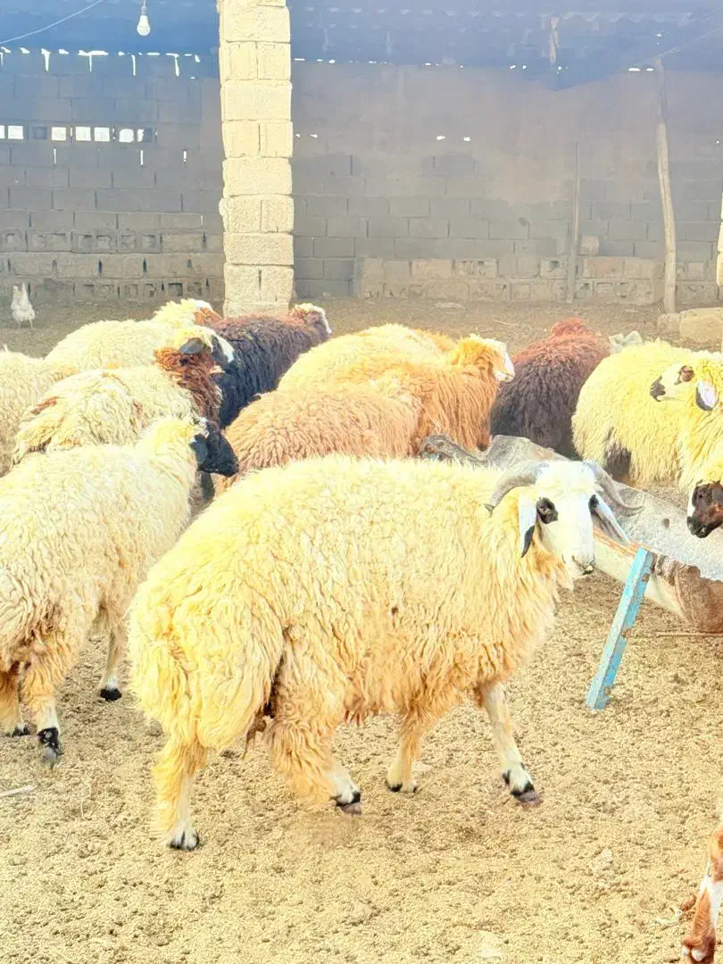 ۱۸عددبره۱۷ماده یک نر داشتی|حیوانات مزرعه|چمران, |دیوار