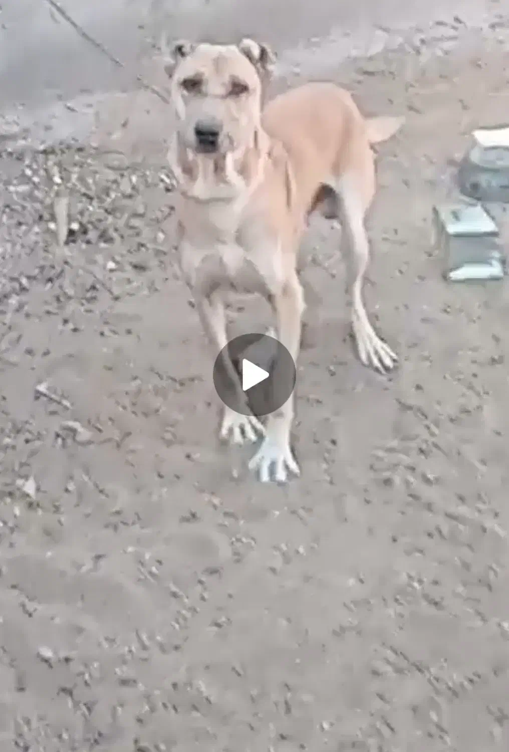 حیوانات اهلی|سگ|تربت جام, بوستان وحدت|دیوار