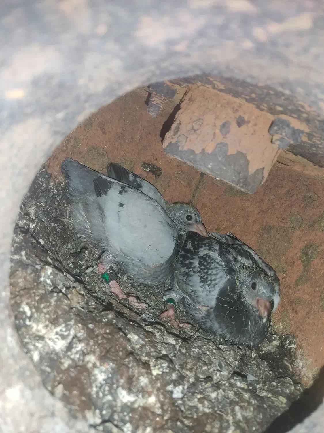 فروش فوری|پرنده|رودان, |دیوار