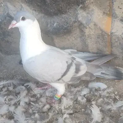 صید|پرنده|مشهد, مقصود آباد|دیوار