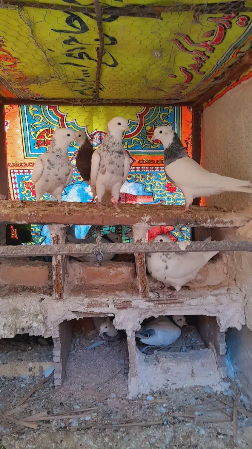 طوقی هفت رنگ|پرنده|طبس, |دیوار