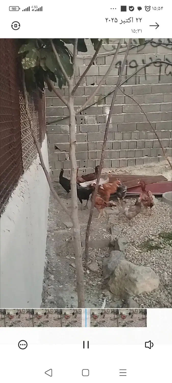 مرغ و خروس لاری|حیوانات مزرعه|رودهن, |دیوار