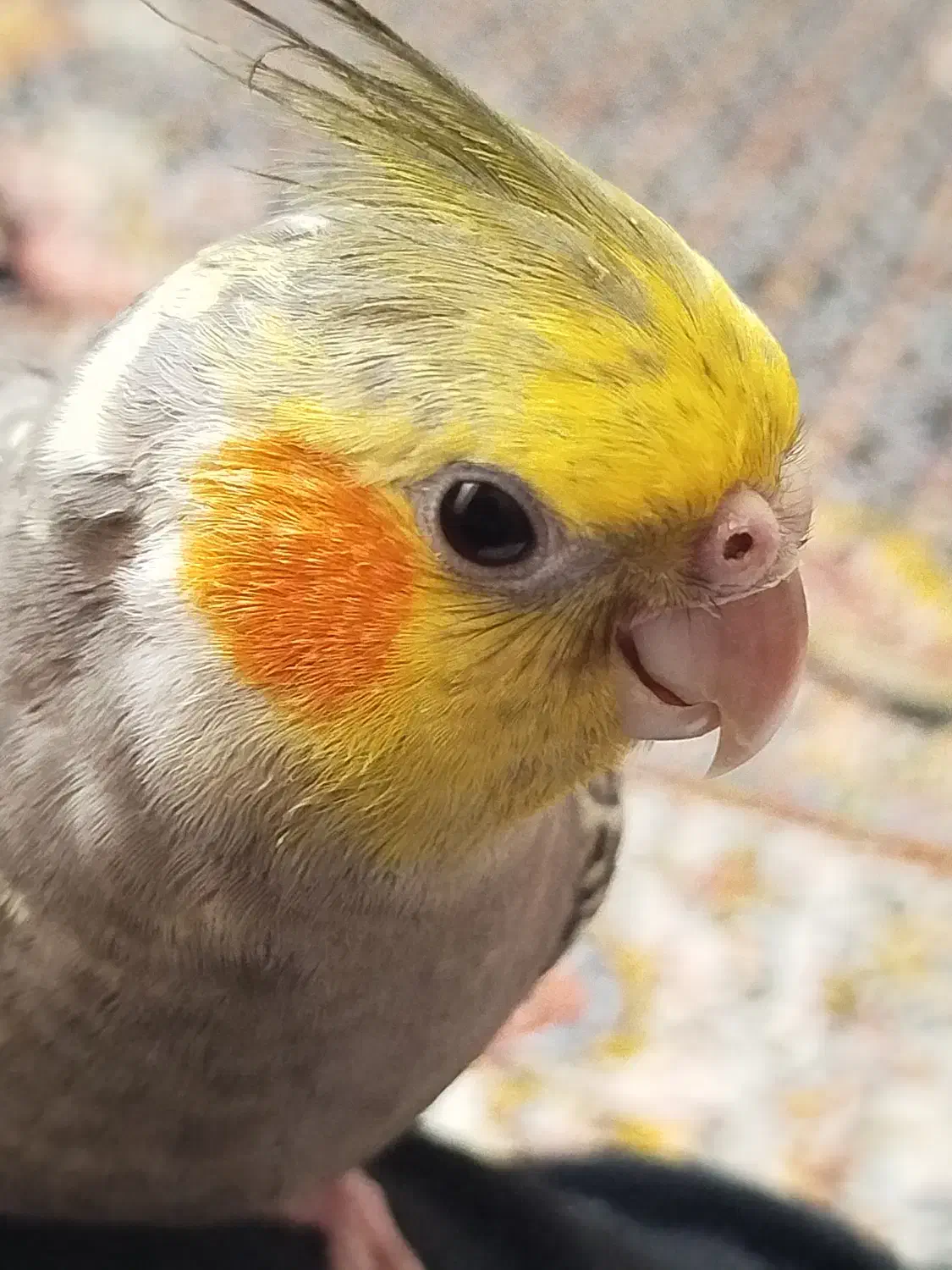 گم شده|حیوانات|تربت جام, جامرود|دیوار