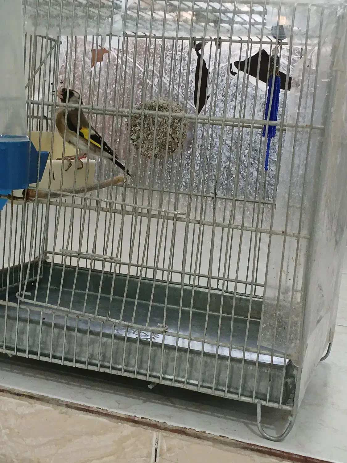 سهره کیاسر دهن بلبلی|پرنده|صباشهر, |دیوار