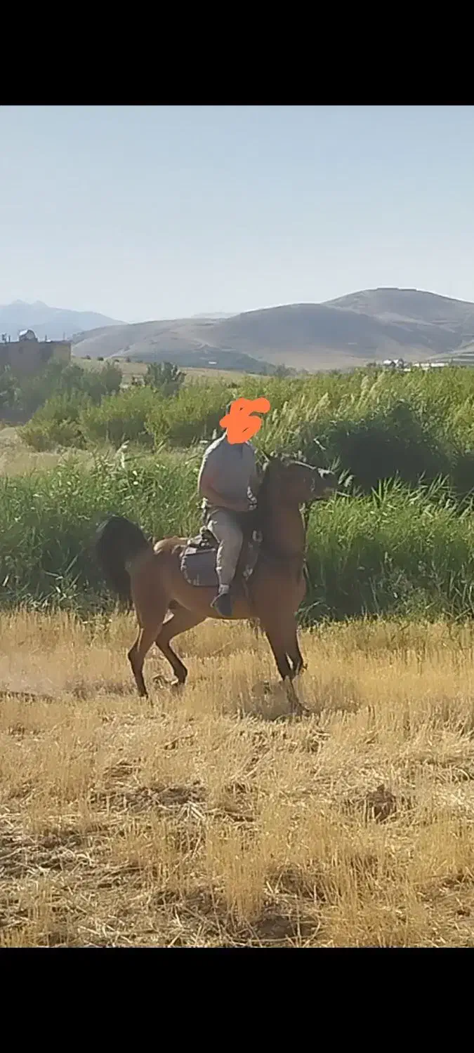 مادیون کره کیهان میهمی|اسب و تجهیزات اسب‌سواری|سنندج, |دیوار