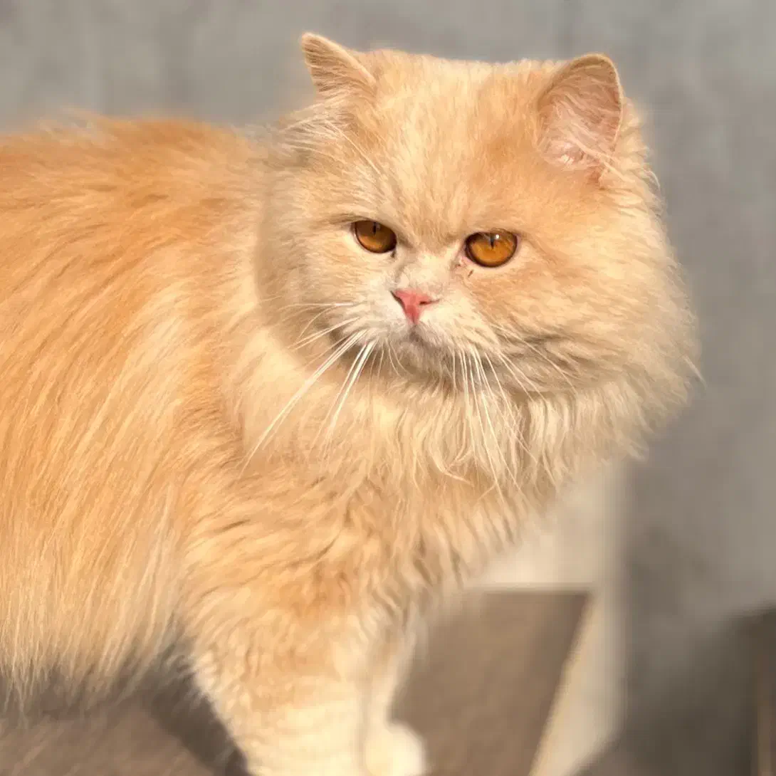 پرشین دال فیس|گربه|قزوین, |دیوار