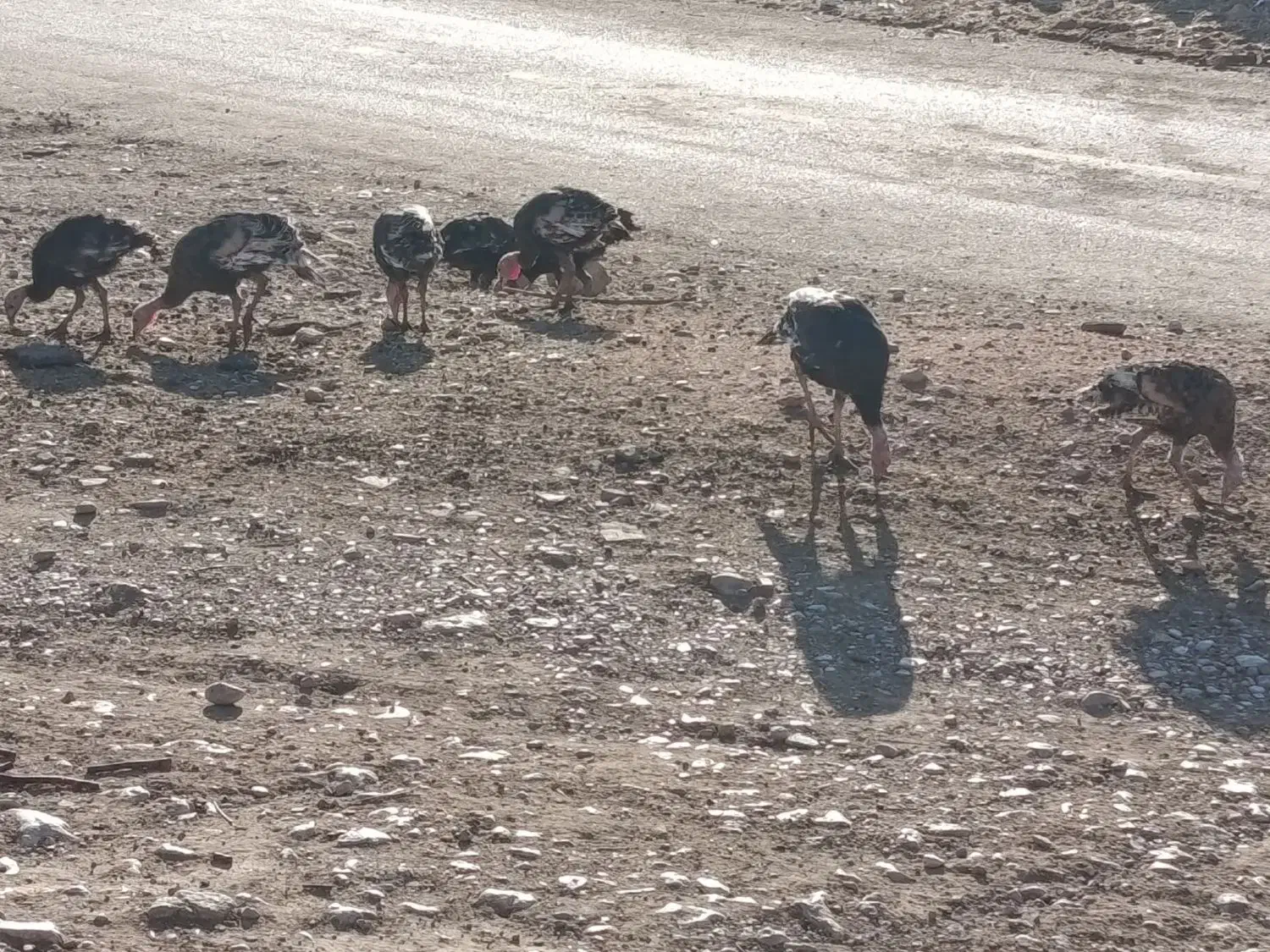 بوقلمون نرو ماده|حیوانات مزرعه|سیروان, |دیوار