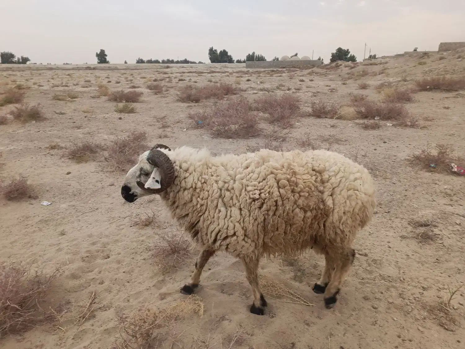 بره و بزغاله|حیوانات مزرعه|زابل, |دیوار