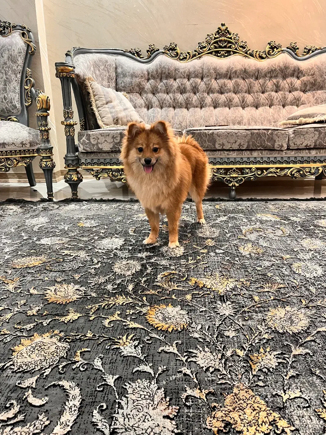 پامر|سگ|تهران, مسعودیه|دیوار