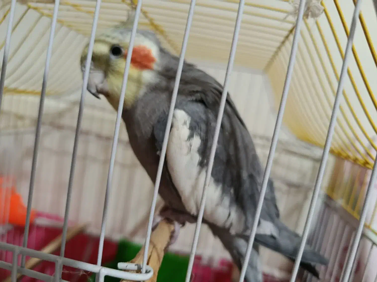 عروس هلندی گمشده در فردوان|حیوانات|اصفهان, فردوان|دیوار