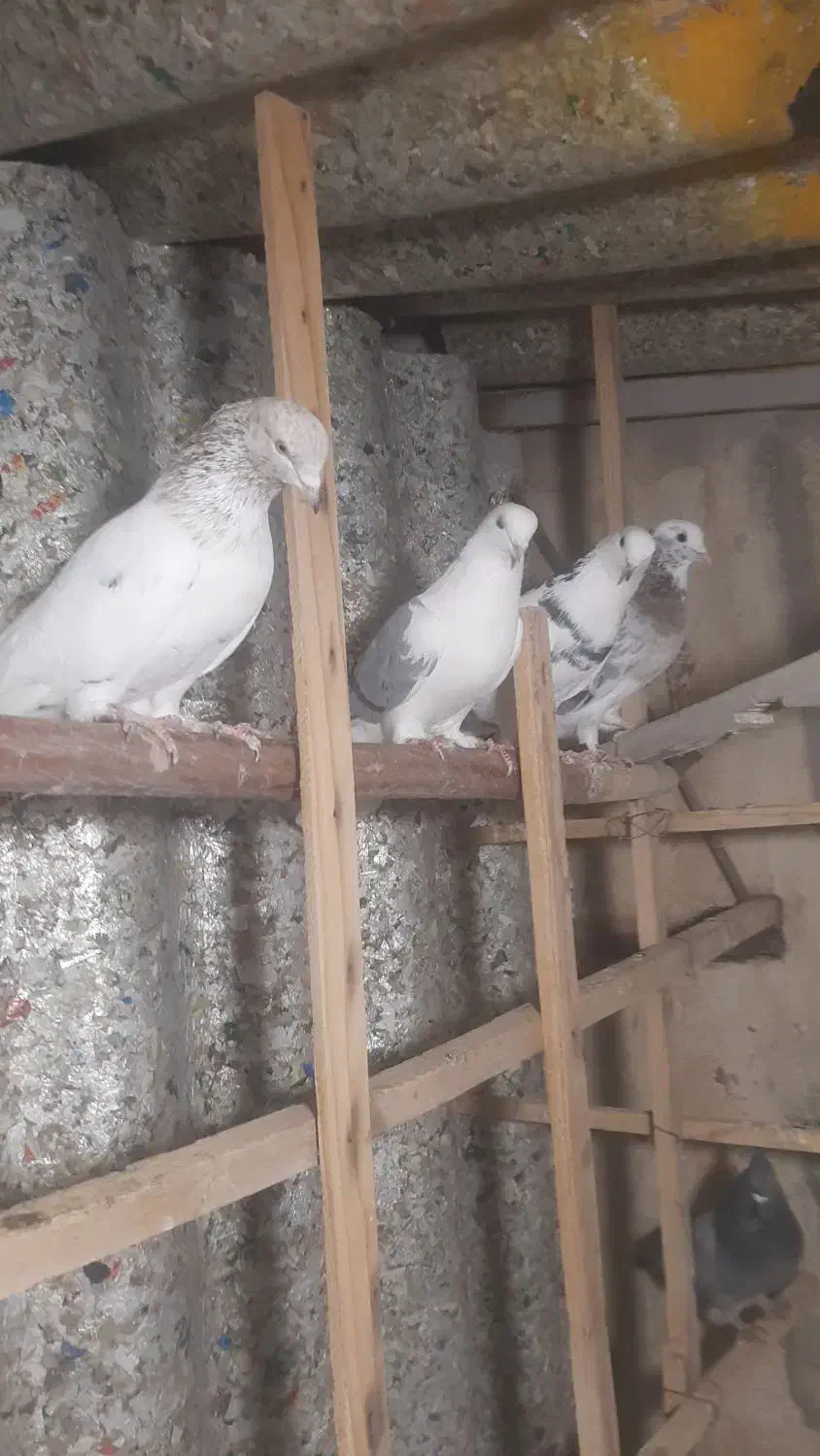 پرنده کبوتر|پرنده|ری, شهید غیوری (ابن باویه)|دیوار