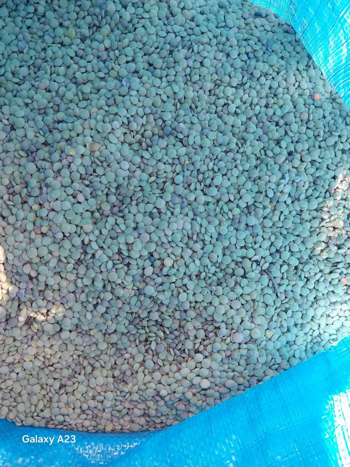 عدس تازه زودپزخوش طعم|خوردنی و آشامیدنی|اهر, |دیوار