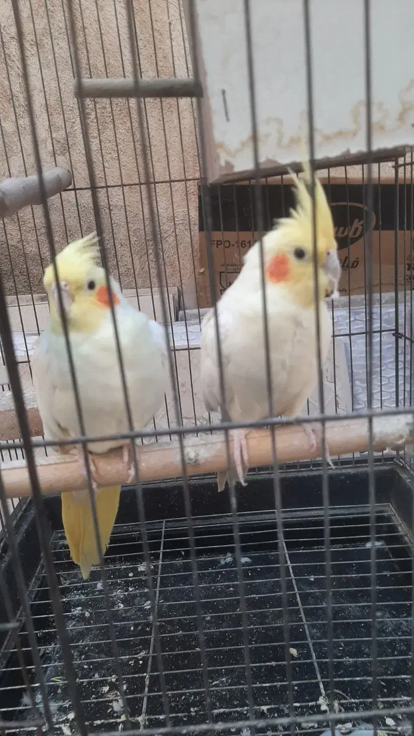 سلام یه جفت طوطی عروس با قفس بخاطر کمبود جا|پرنده|اقبالیه, |دیوار