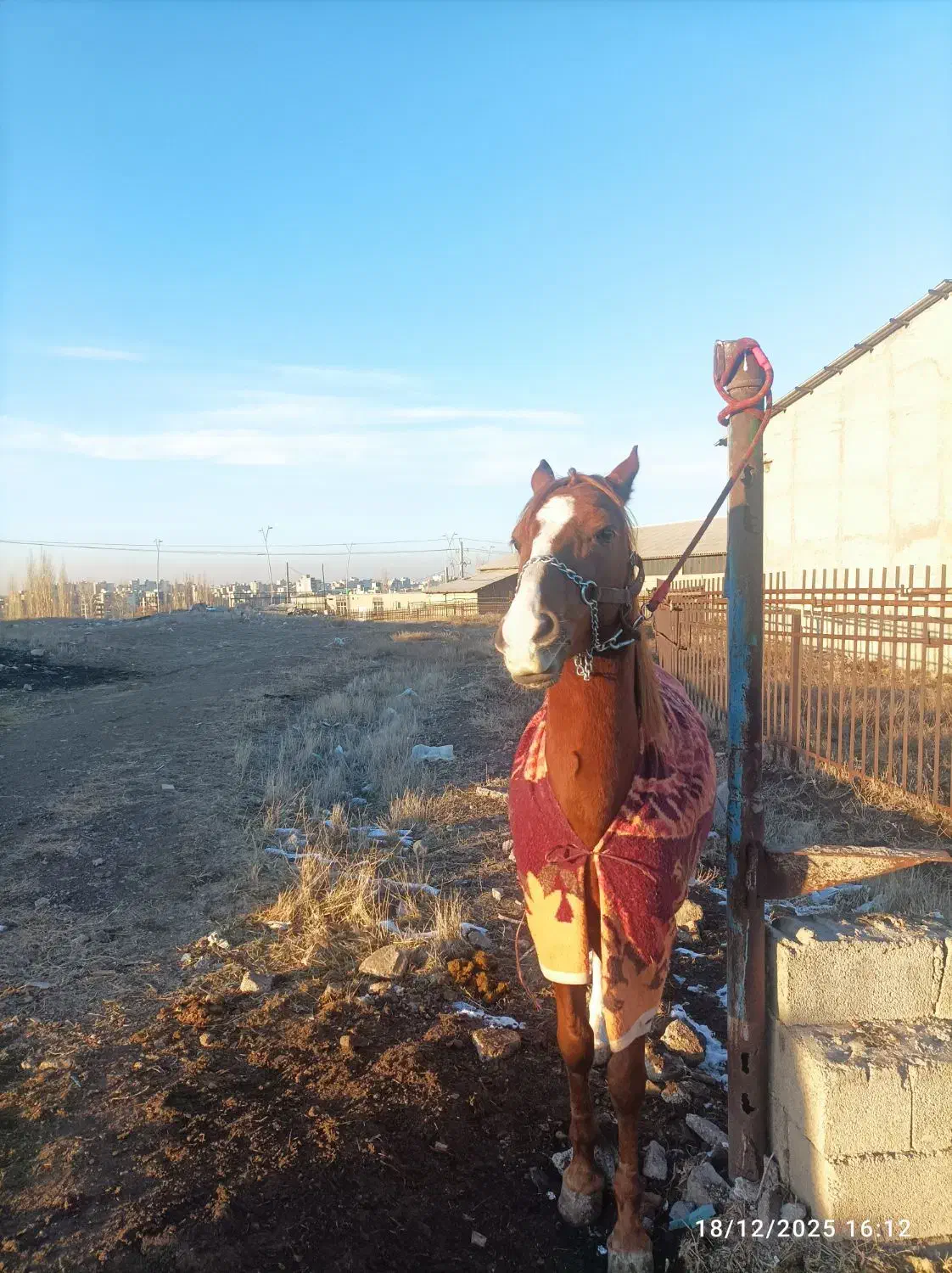 اسب نریان کرد|اسب و تجهیزات اسب‌سواری|اردبیل, |دیوار